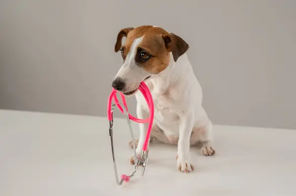 Jack Russell Terrier 'ın köpeği beyaz bir arka planda steteskop tutuyor.