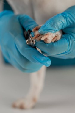 Bir veteriner Jack Russell Terrier köpeğinin tırnaklarını kesiyor. Dikey fotoğraf