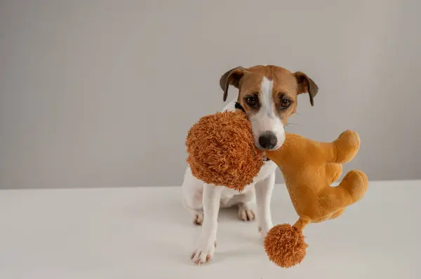 Jack Russell Terrier köpeği beyaz bir arka planda pelüş bir kaniş oyuncağı tutuyor.