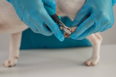 Bir veteriner Jack Russell Terrier köpeğinin tırnaklarını kesiyor.