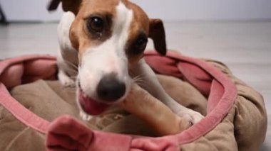 Jack Russell Teriyer Köpek Kemiren Toynak