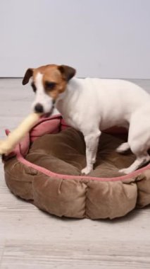 Jack Russell Teriyer Köpek Kemiren Toynak