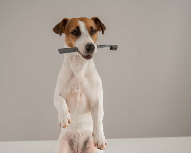 Jack Russell Terrier köpeği dişinde bir diş fırçası tutuyor.
