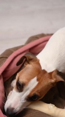 Jack Russell Teriyer Köpek Kemiren Toynak