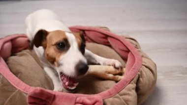 Jack Russell Teriyer Köpek Kemiren Toynak