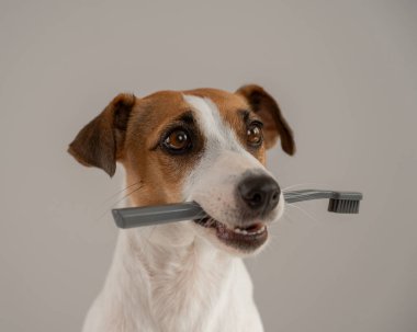 Jack Russell Terrier köpeği dişinde bir diş fırçası tutuyor.