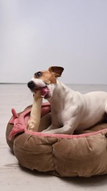 Jack Russell Teriyer Köpek Kemiren Toynak