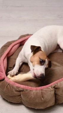 Jack Russell Teriyer Köpek Kemiren Toynak