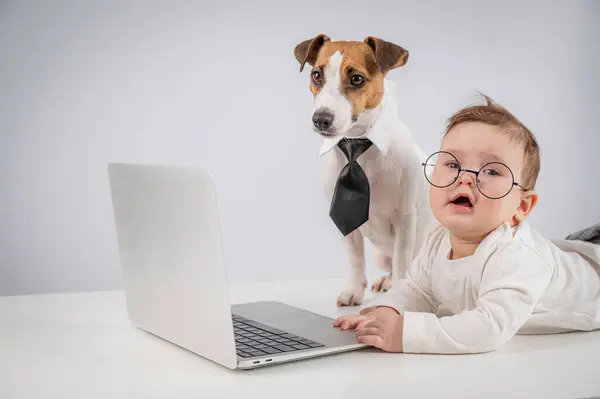 Sevimli erkek bebek ve Jack Russell teriyer köpeği dizüstü bilgisayarda çalışıyor.