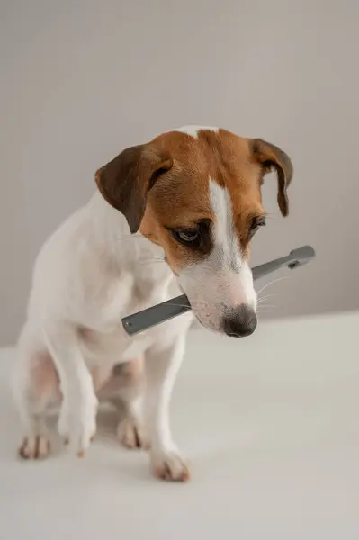 Jack Russell Terrier köpeği dişinde bir diş fırçası tutuyor. Dikey fotoğraf