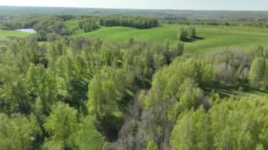 Yazın bir ormanlık alanın dörtgen görüntüsü