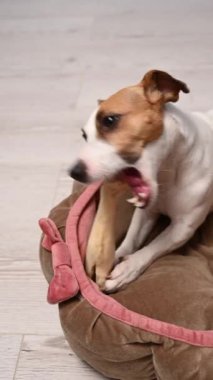 Jack Russell Teriyer Köpek Kemiren Toynak