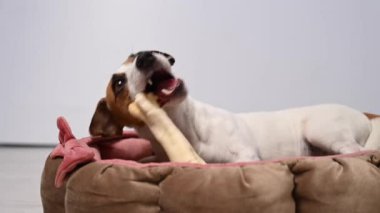 Jack Russell Teriyer Köpek Kemiren Toynak