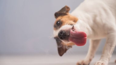 Jack Russell Teriyer Köpek Yalayıcı Cam