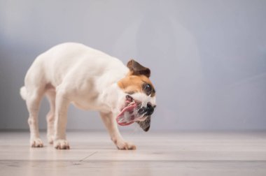 Jack Russell Teriyer Köpek Yalayıcı Cam