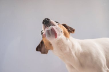 Jack Russell Teriyer Köpek Yalayıcı Cam