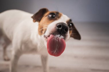 Jack Russell Teriyer Köpek Yalayıcı Cam
