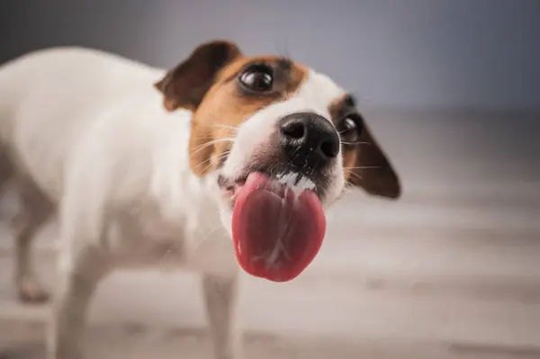 Jack Russell Teriyer Köpek Yalayıcı Cam