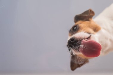 Jack Russell Teriyer Köpek Yalayıcı Cam