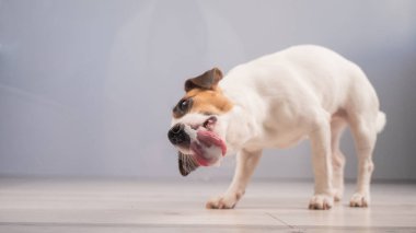 Jack Russell Teriyer Köpek Yalayıcı Cam