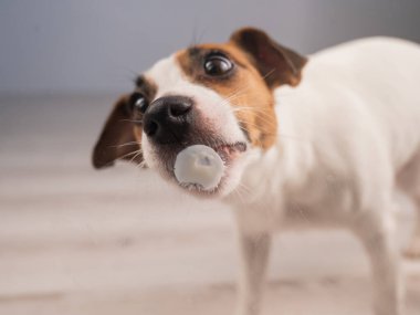 Jack Russell Teriyer Köpek Yalayıcı Cam