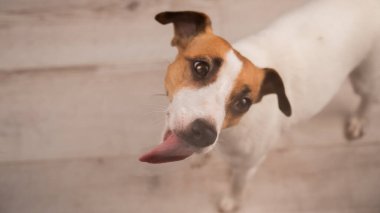 Jack Russell Teriyer Köpek Yalayıcı Cam