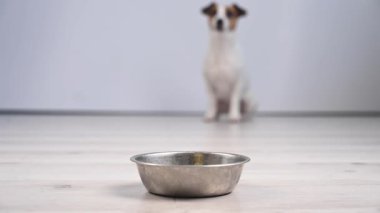 Sahibi tabağa yemek koyar ve Jack Russell Terrier yer.