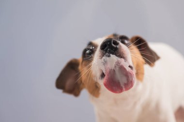 Jack Russell Teriyer Köpek Yalayıcı Cam