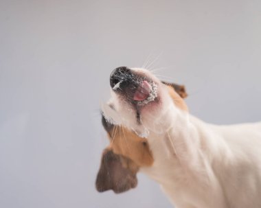 Jack Russell Teriyer Köpek Yalayıcı Cam