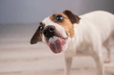 Jack Russell Teriyer Köpek Yalayıcı Cam