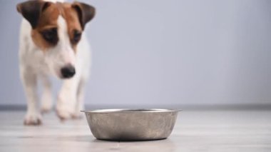 Sahibi tabağa yemek koyar ve Jack Russell Terrier yer.