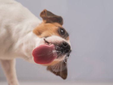 Jack Russell Teriyer Köpek Yalayıcı Cam