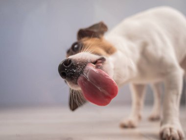 Jack Russell Teriyer Köpek Yalayıcı Cam