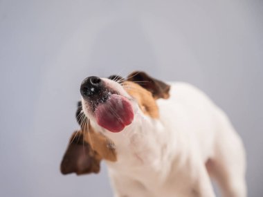 Jack Russell Teriyer Köpek Yalayıcı Cam
