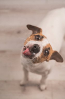Jack Russell Teriyer Köpek Yalayıcı Cam