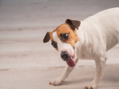 Jack Russell Teriyer Köpek Yalayıcı Cam