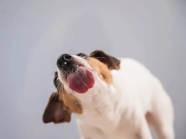 Jack Russell Teriyer Köpek Yalayıcı Cam