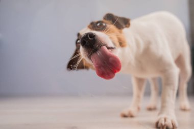 Jack Russell Teriyer Köpek Yalayıcı Cam