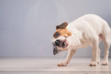 Jack Russell Teriyer Köpek Yalayıcı Cam
