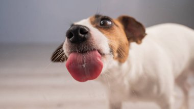 Jack Russell Teriyer Köpek Yalayıcı Cam