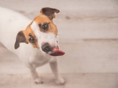 Jack Russell Teriyer Köpek Yalayıcı Cam