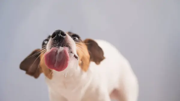 Jack Russell Teriyer Köpek Yalayıcı Cam