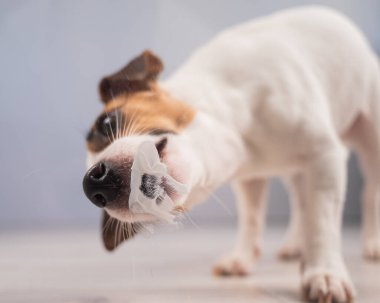 Jack Russell Teriyer Köpek Yalayıcı Cam