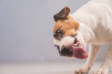 Jack Russell Teriyer Köpek Yalayıcı Cam
