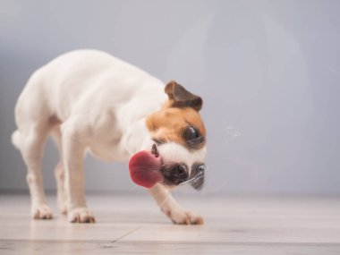 Jack Russell Teriyer Köpek Yalayıcı Cam