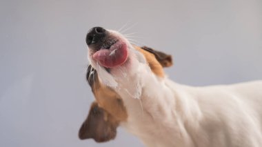 Jack Russell Teriyer Köpek Yalayıcı Cam