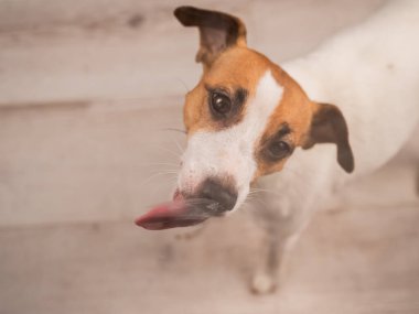 Jack Russell Teriyer Köpek Yalayıcı Cam
