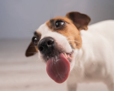 Jack Russell Teriyer Köpek Yalayıcı Cam