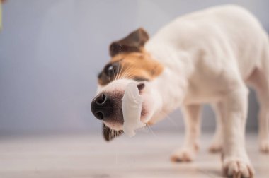 Jack Russell Teriyer Köpek Yalayıcı Cam