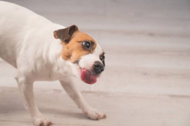Jack Russell Teriyer Köpek Yalayıcı Cam